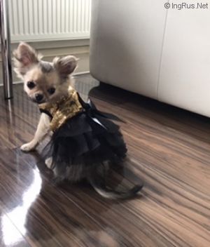 Dog Photo
