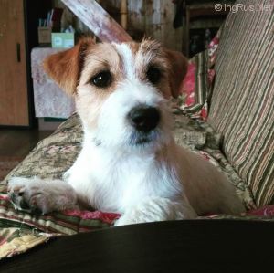 Dog Photo