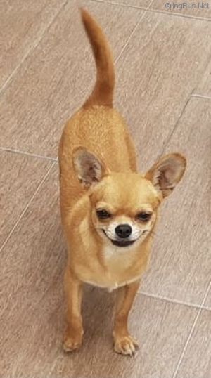 Dog Photo