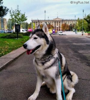 Dog Photo