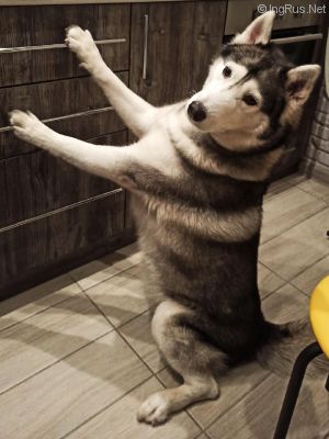 Dog Photo