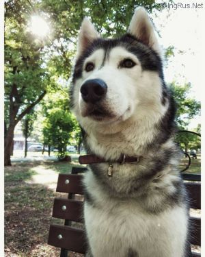 Dog Photo