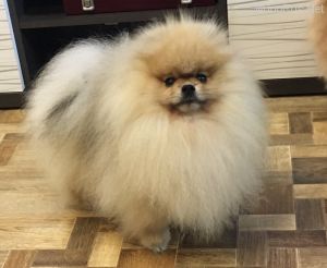 Dog Photo