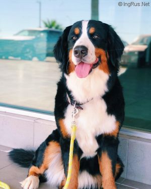Dog Photo