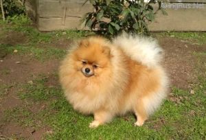 Dog Photo