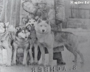 Dog Photo