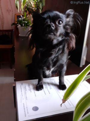 Dog Photo