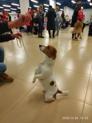 Dog Photo