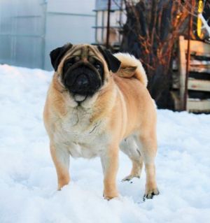 Dog Photo