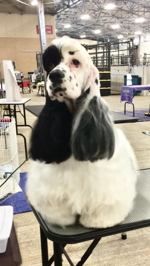 Dog Photo