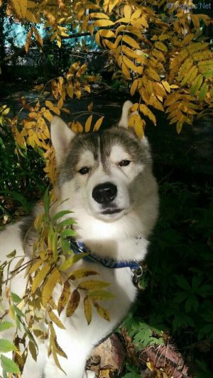 Dog Photo