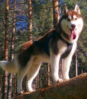 Dog Photo