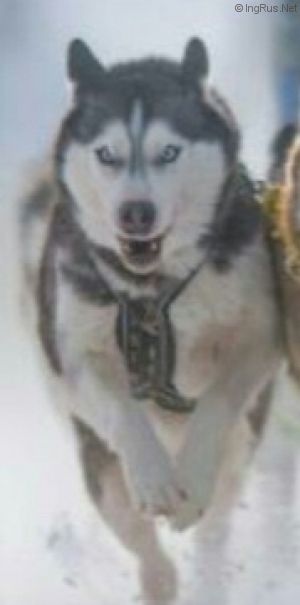 Dog Photo