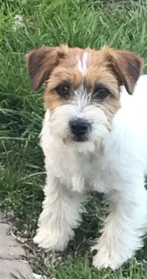 Dog Photo