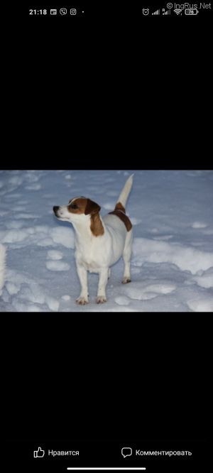 Dog Photo