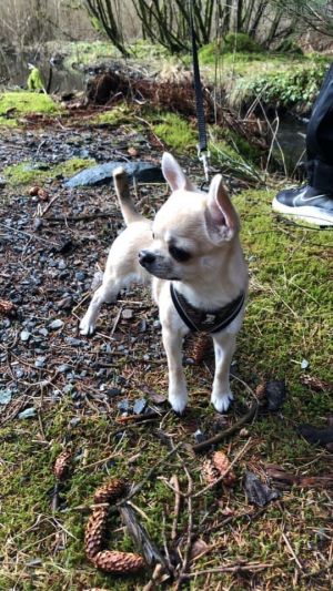 Dog Photo