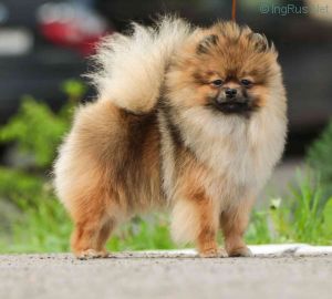 Dog Photo