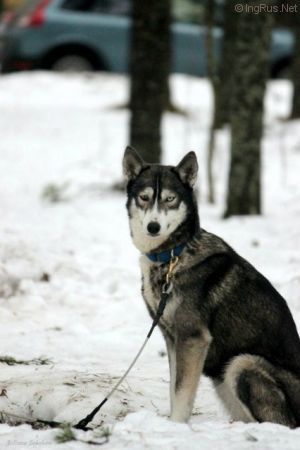 Dog Photo