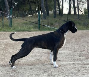 Dog Photo