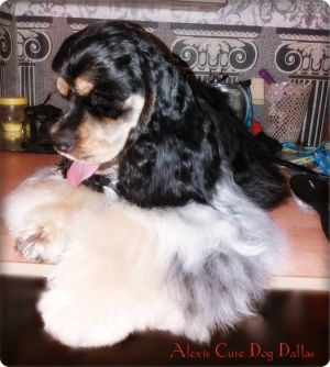 Dog Photo