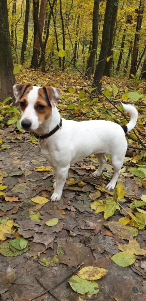 Dog Photo