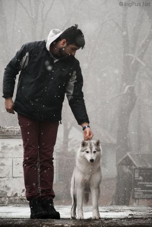 Dog Photo
