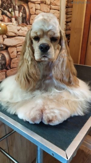 Dog Photo