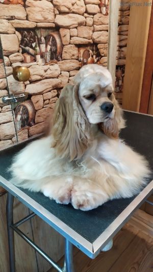 Dog Photo