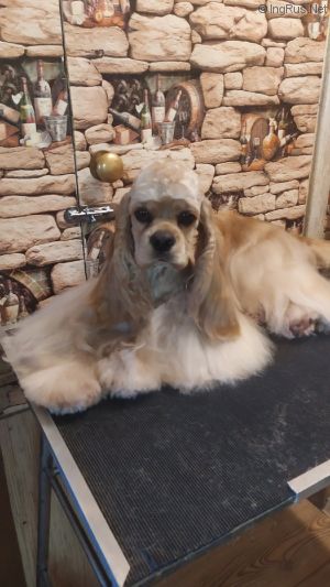 Dog Photo