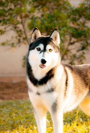 Dog Photo