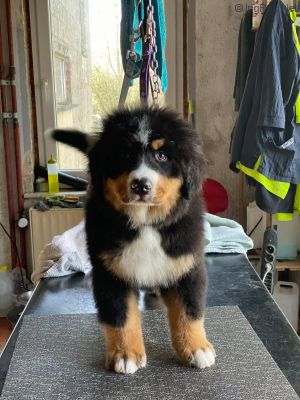Dog Photo