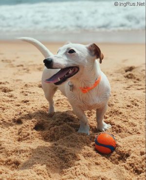 Dog Photo