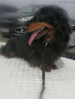 Dog Photo