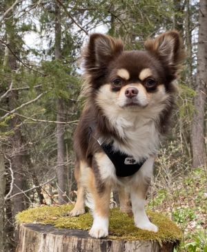 Dog Photo