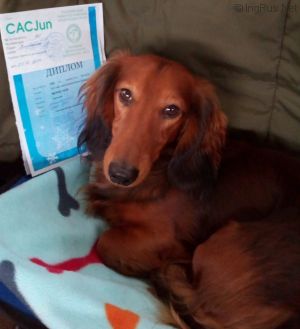 Dog Photo
