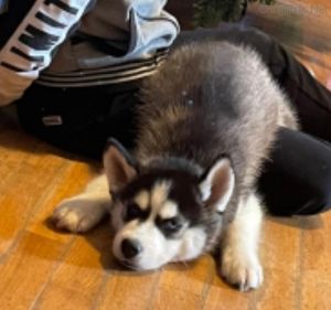 Dog Photo