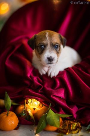 Dog Photo