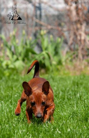 Dog Photo