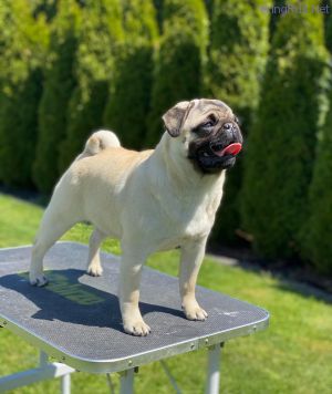Dog Photo