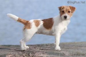 STICKYPAW