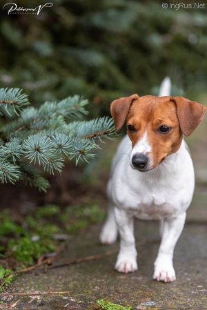 Dog Photo
