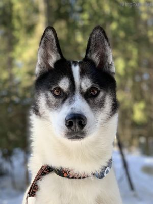 Dog Photo