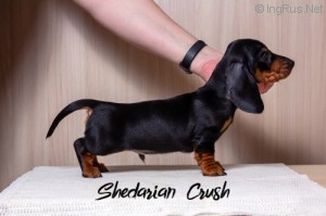 SHEDARIAN CRUSH