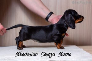 SHEDARIAN CEREZA SUENO