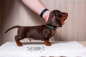 SHEDARIAN DARIOLE