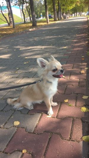 Dog Photo