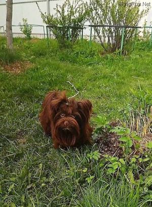 Dog Photo