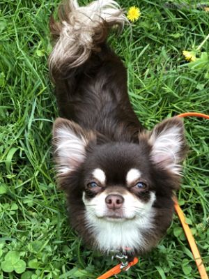 Dog Photo