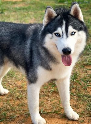 Dog Photo