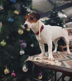 Dog Photo